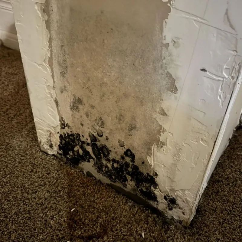 Professional Mold Removal in Truth or Consequences, NM